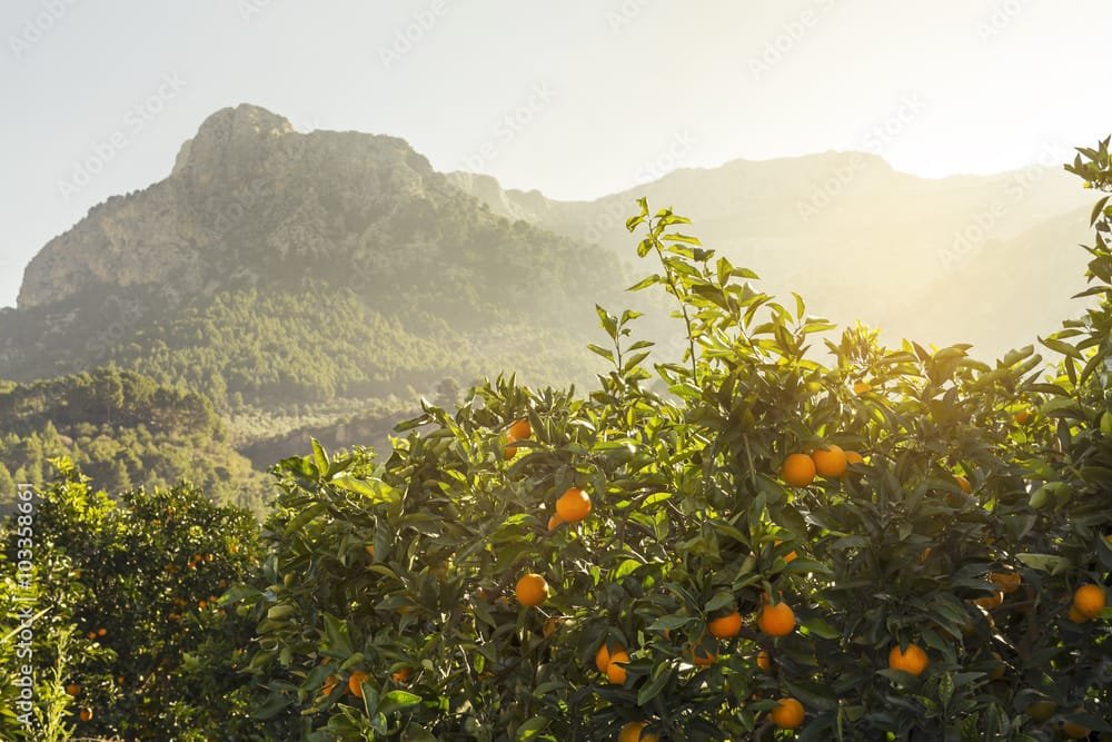 AdobeStock_103358661_Preview – Anderson West | Mallorca Buyer's Agent Mallorca's West