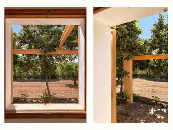 Vineyard property in Mallorca with expansion potential